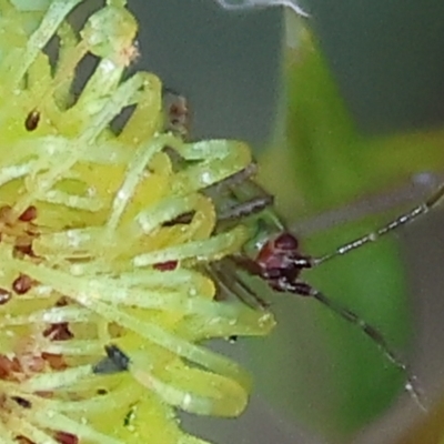 Miridae (family) (Unidentified plant bug) at Bandiana, VIC - 28 Oct 2023 by KylieWaldon