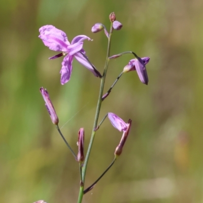 Arthropodium strictum (Chocolate Lily) at Bandiana, VIC - 28 Oct 2023 by KylieWaldon