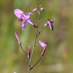 Arthropodium strictum (Chocolate Lily) at Monitoring Site 117 - Road - 27 Oct 2023 by KylieWaldon
