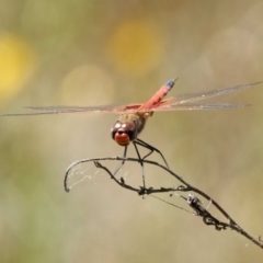 Tramea loewii (Common Glider) at Symonston, ACT - 28 Oct 2023 by DPRees125