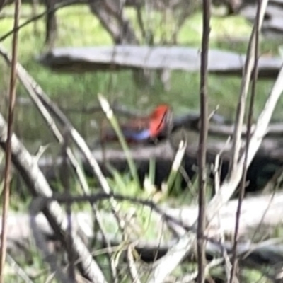 Platycercus elegans (Crimson Rosella) at Bruce Ridge - 29 Oct 2023 by Hejor1