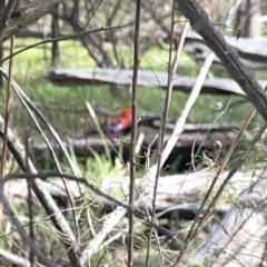 Platycercus elegans at O'Connor, ACT - 29 Oct 2023