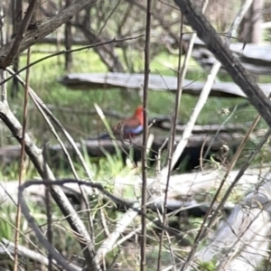 Platycercus elegans at O'Connor, ACT - 29 Oct 2023