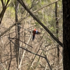 Platycercus elegans at O'Connor, ACT - 29 Oct 2023