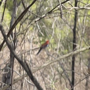 Platycercus elegans at O'Connor, ACT - 29 Oct 2023