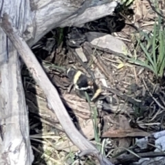 Eutrichopidia latinus at O'Connor, ACT - 29 Oct 2023 02:27 PM