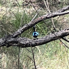 Malurus cyaneus (Superb Fairywren) at O'Connor, ACT - 29 Oct 2023 by Hejor1