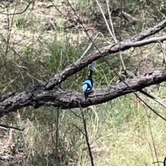 Malurus cyaneus at O'Connor, ACT - 29 Oct 2023 01:45 PM