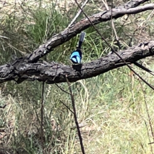 Malurus cyaneus at O'Connor, ACT - 29 Oct 2023 01:45 PM