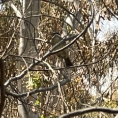 Sericornis frontalis (White-browed Scrubwren) at Bruce Ridge - 29 Oct 2023 by Hejor1