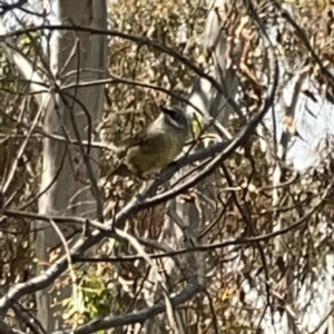 Sericornis frontalis at O'Connor, ACT - 29 Oct 2023 01:46 PM