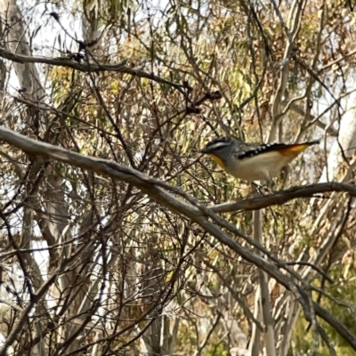 Pardalotus punctatus (Spotted Pardalote) at Bruce Ridge - 29 Oct 2023 by Hejor1