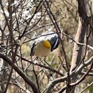 Pardalotus punctatus at O'Connor, ACT - 29 Oct 2023