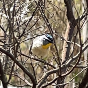 Pardalotus punctatus at O'Connor, ACT - 29 Oct 2023