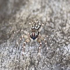 Adoxotoma sp. (genus) at Bruce Ridge - 29 Oct 2023 by Hejor1