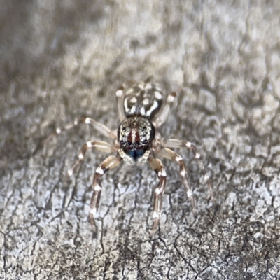 Adoxotoma sp. (genus) at O'Connor, ACT - 29 Oct 2023 by Hejor1