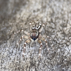 Unidentified Jumping or peacock spider (Salticidae) at O'Connor, ACT - 29 Oct 2023 by Hejor1