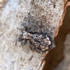 Servaea incana (Hoary Servaea) at Bruce Ridge - 29 Oct 2023 by Hejor1