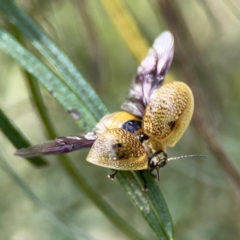 Paropsisterna cloelia (Eucalyptus variegated beetle) at Bruce Ridge - 29 Oct 2023 by Hejor1