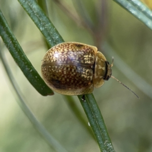 Paropsisterna cloelia at O'Connor, ACT - 29 Oct 2023 02:40 PM