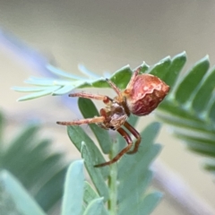 Araneus hamiltoni (Hamilton's Orb Weaver) at O'Connor, ACT - 29 Oct 2023 by Hejor1