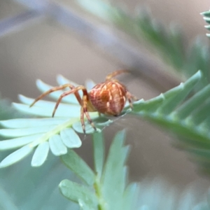 Araneus hamiltoni at O'Connor, ACT - 29 Oct 2023