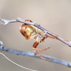 Araneus hamiltoni at O'Connor, ACT - 29 Oct 2023