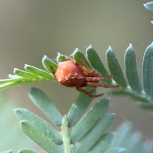 Araneus hamiltoni at O'Connor, ACT - 29 Oct 2023