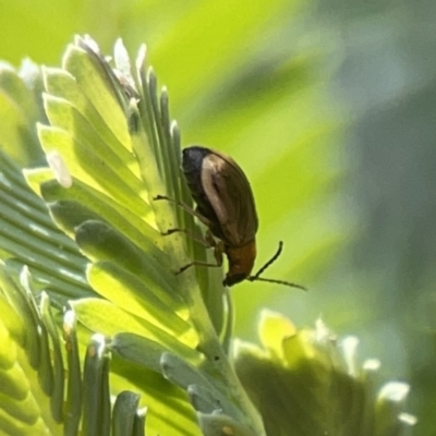 Monolepta sp. (genus) (Leaf beetle) at Bruce Ridge - 29 Oct 2023 by Hejor1