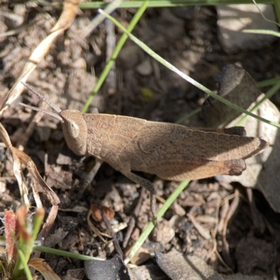 Goniaea opomaloides (Mimetic Gumleaf Grasshopper) at Bruce Ridge - 29 Oct 2023 by Hejor1