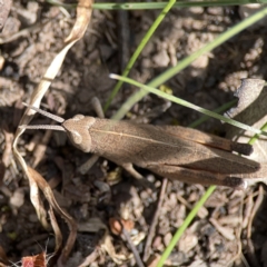 Goniaea opomaloides at O'Connor, ACT - 29 Oct 2023