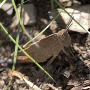 Goniaea opomaloides at O'Connor, ACT - 29 Oct 2023 02:46 PM