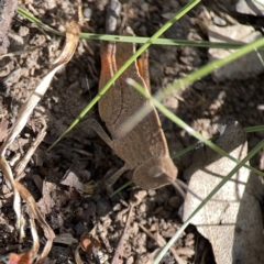 Goniaea opomaloides at O'Connor, ACT - 29 Oct 2023 02:46 PM