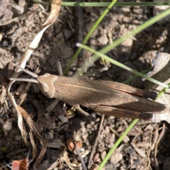 Goniaea opomaloides at O'Connor, ACT - 29 Oct 2023