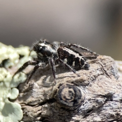 Sandalodes scopifer (White-spotted Sandalodes) at Bruce Ridge - 29 Oct 2023 by Hejor1