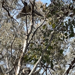 Philemon corniculatus at O'Connor, ACT - 29 Oct 2023 03:35 PM