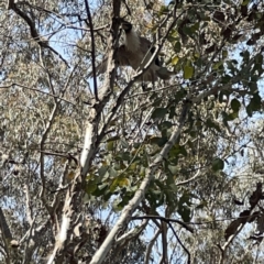 Philemon corniculatus at O'Connor, ACT - 29 Oct 2023