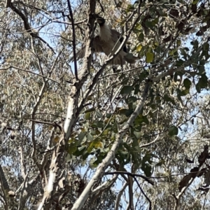 Philemon corniculatus at O'Connor, ACT - 29 Oct 2023 03:35 PM