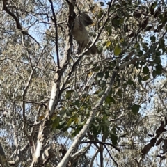 Philemon corniculatus at O'Connor, ACT - 29 Oct 2023