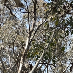 Philemon corniculatus at O'Connor, ACT - 29 Oct 2023 03:35 PM