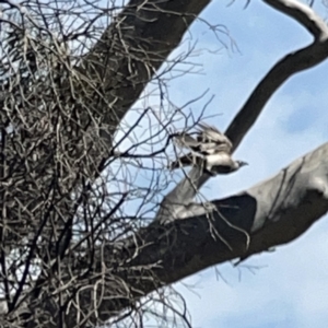 Philemon corniculatus at O'Connor, ACT - 29 Oct 2023