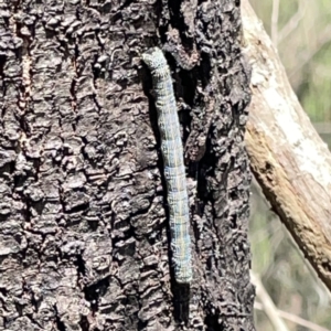 Chlenias banksiaria group at O'Connor, ACT - 29 Oct 2023 02:55 PM