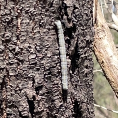 Chlenias banksiaria group at O'Connor, ACT - 29 Oct 2023 02:55 PM