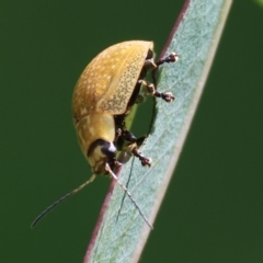 Paropsisterna cloelia (Eucalyptus variegated beetle) at Wodonga - 27 Sep 2023 by KylieWaldon