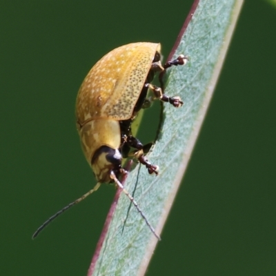 Paropsisterna cloelia (Eucalyptus variegated beetle) at West Wodonga, VIC - 27 Sep 2023 by KylieWaldon