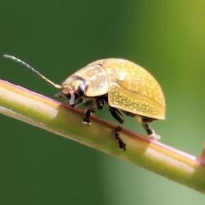 Paropsisterna cloelia at West Wodonga, VIC - 27 Sep 2023 12:34 PM