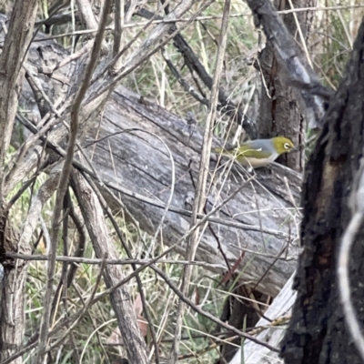 Zosterops lateralis (Silvereye) at Bruce Ridge - 29 Oct 2023 by Hejor1