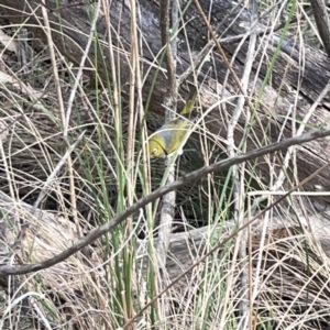 Zosterops lateralis at O'Connor, ACT - 29 Oct 2023