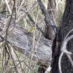 Zosterops lateralis at O'Connor, ACT - 29 Oct 2023