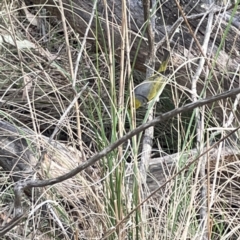 Zosterops lateralis at O'Connor, ACT - 29 Oct 2023